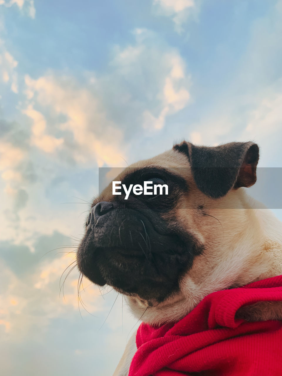 Close-up of dog looking away against sky. captured with my nikon and edited with lightroom.