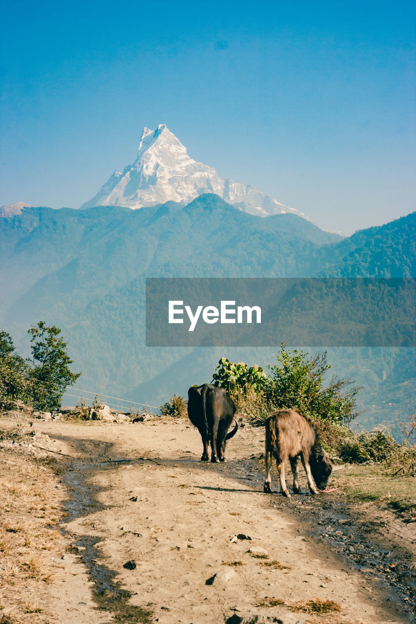 Cattle standing against mountain and clear sky