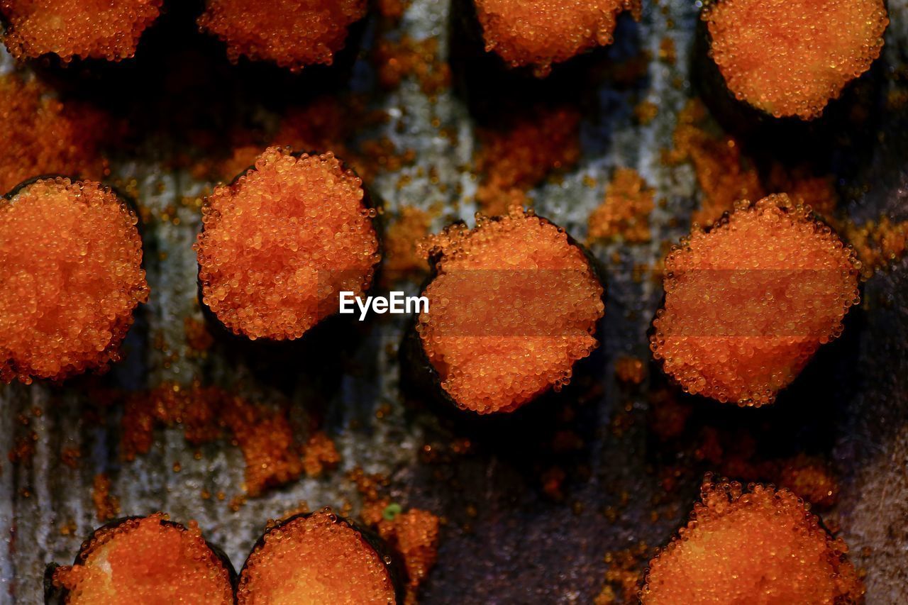 Full frame shot of sushi. masago gunkan sushi.