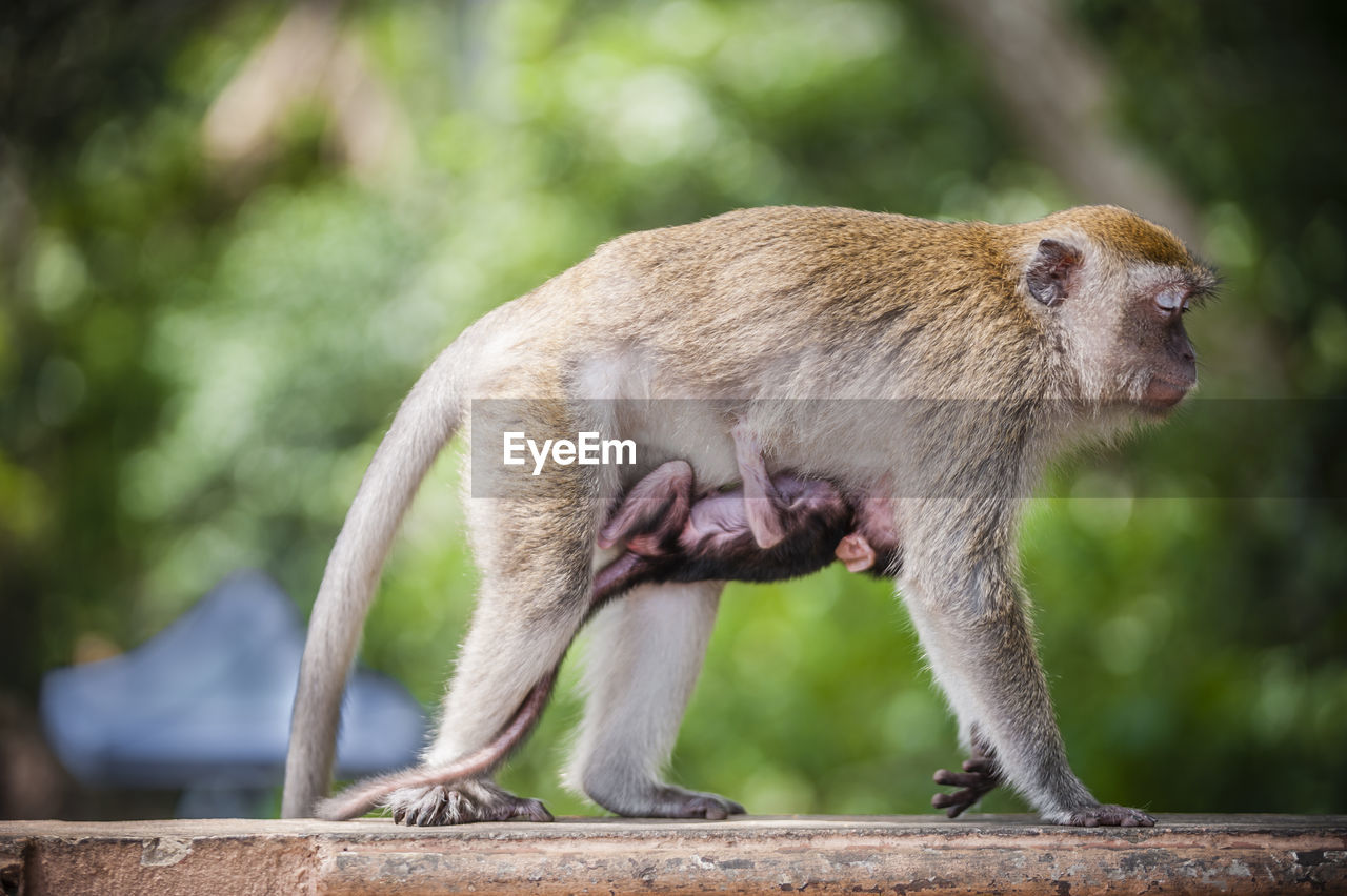 Side view of monkey with infant on retaining wall