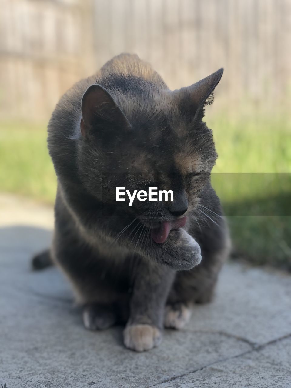 CLOSE-UP OF A CAT WITH EYES