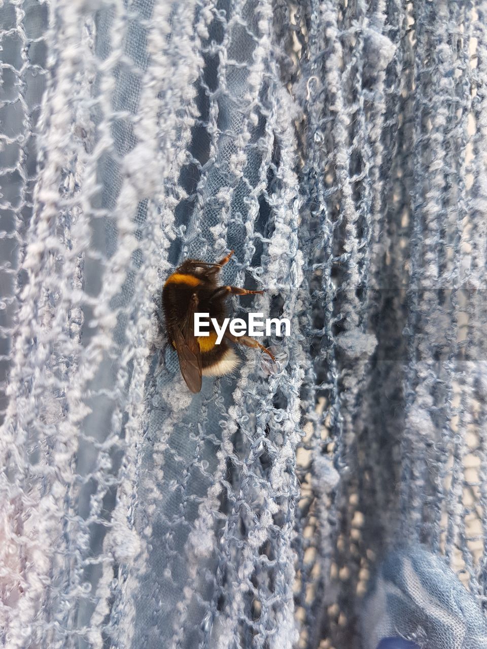 CLOSE-UP OF BEE ON THE SURFACE