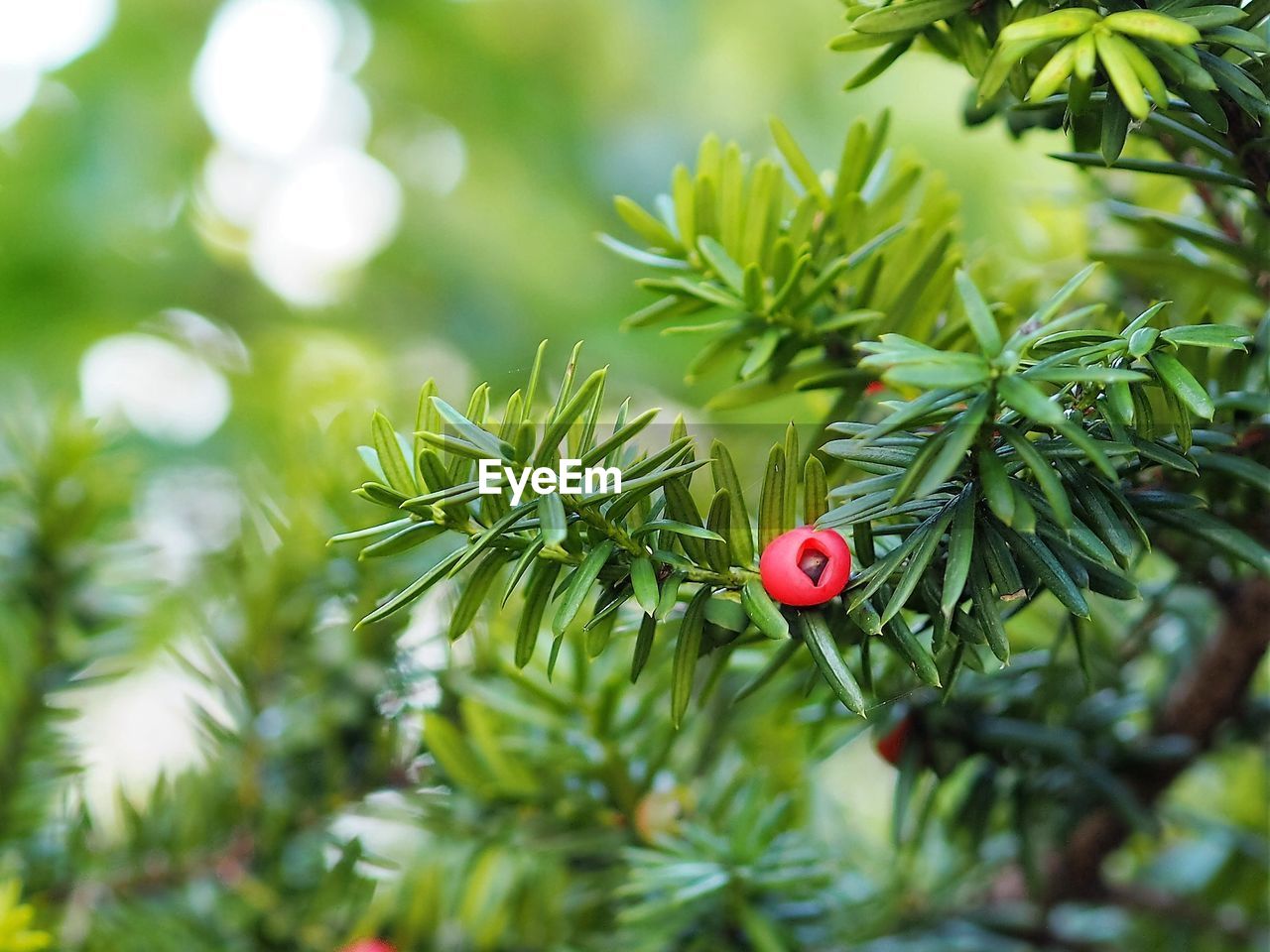 CLOSE-UP OF PINE TREE WITH LEAVES