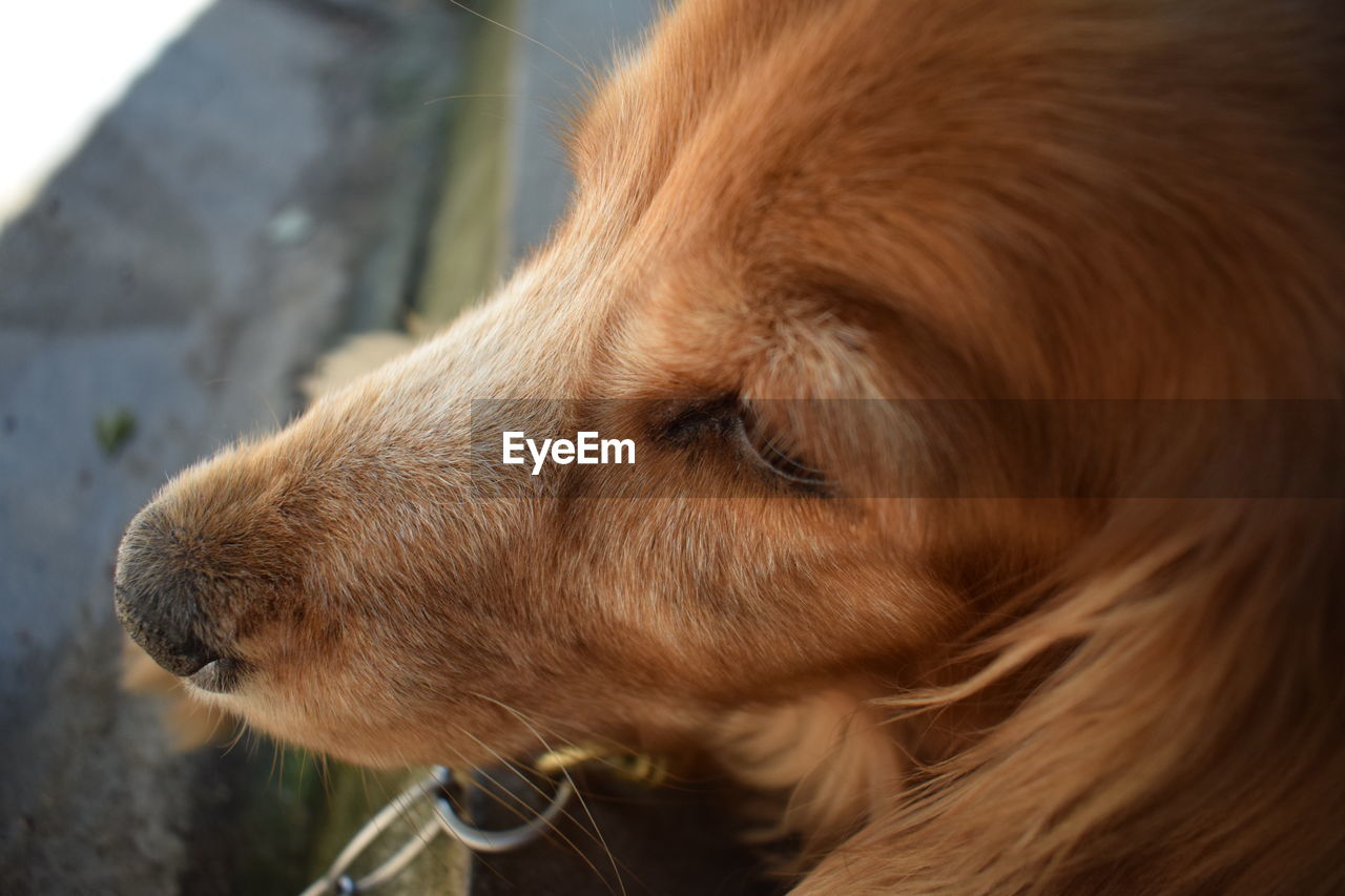 CLOSE-UP OF DOG LOOKING AWAY