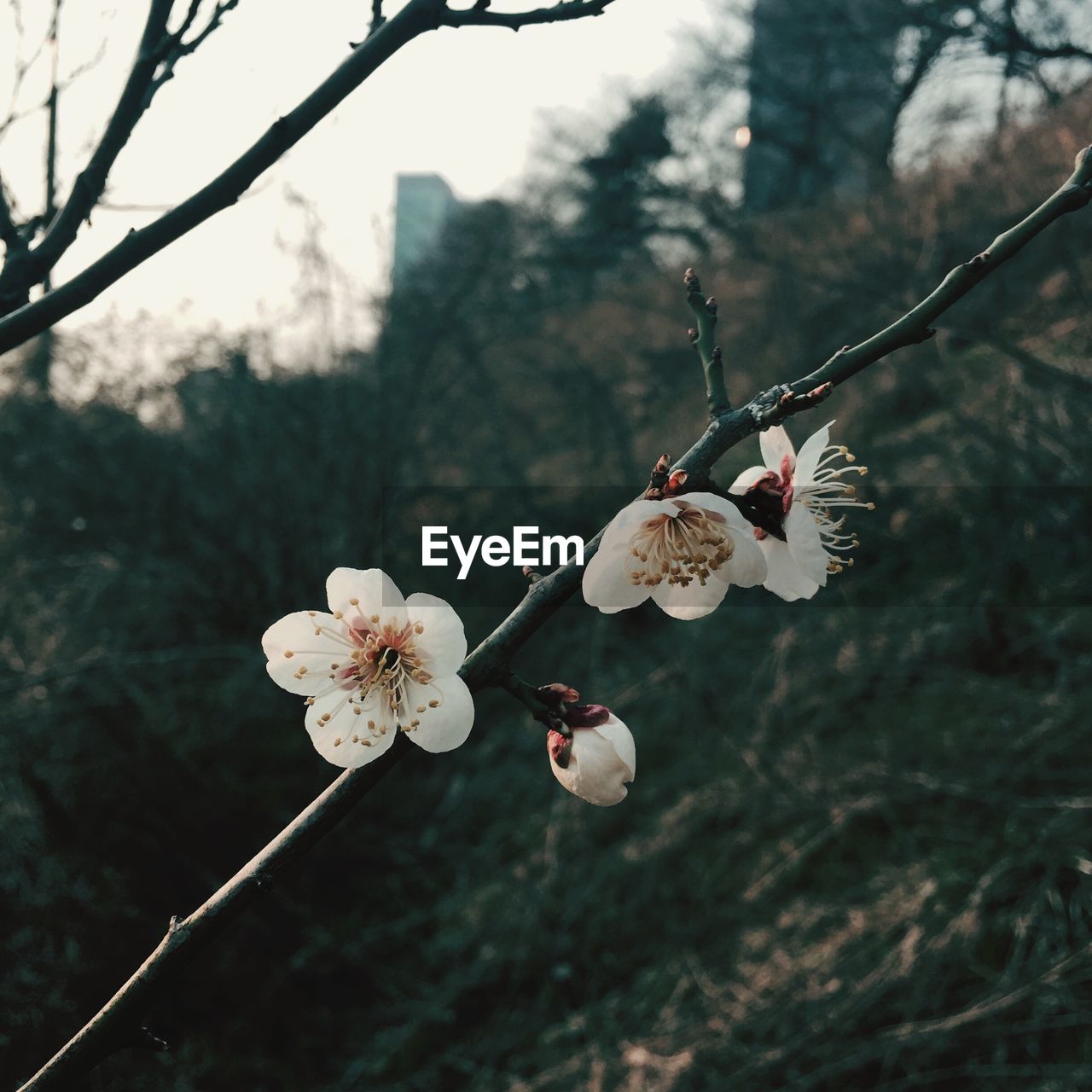 White flowers blooming on tree