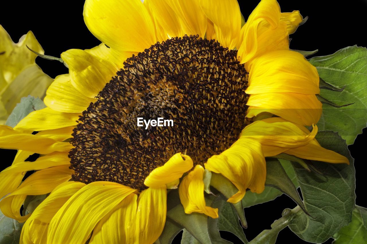 Close-up of bee pollinating on sunflower