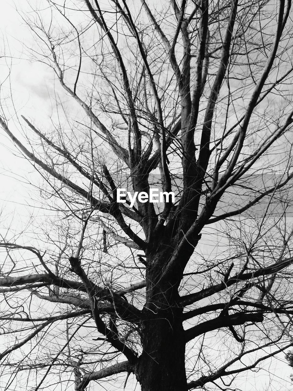 SILHOUETTE OF BARE TREE AGAINST SKY