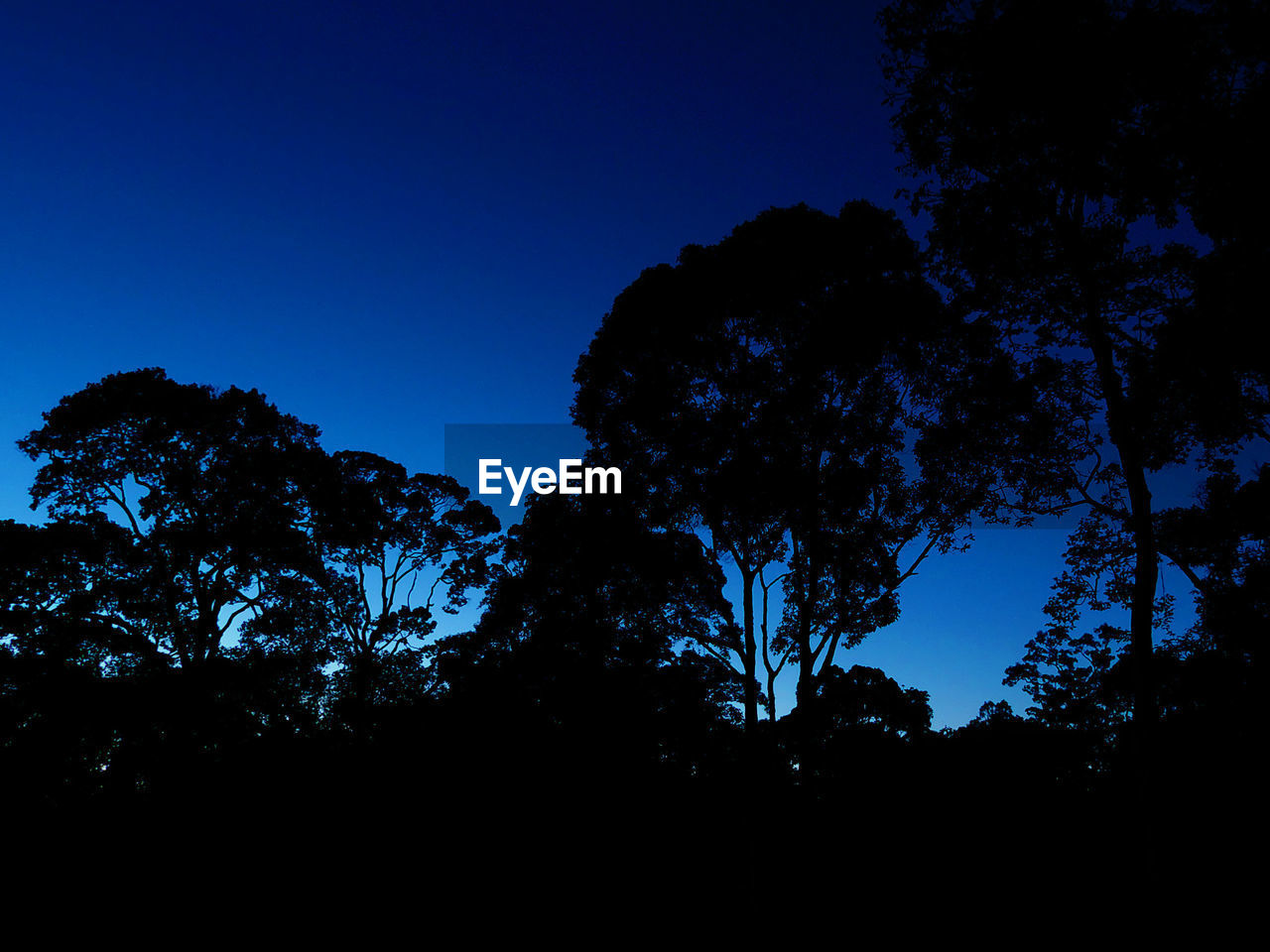 LOW ANGLE VIEW OF TREES AGAINST CLEAR BLUE SKY