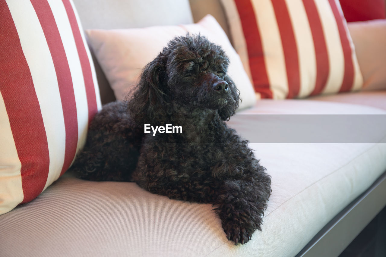 Beautiful black toy poodle tired sleeps on a outdoor sofa