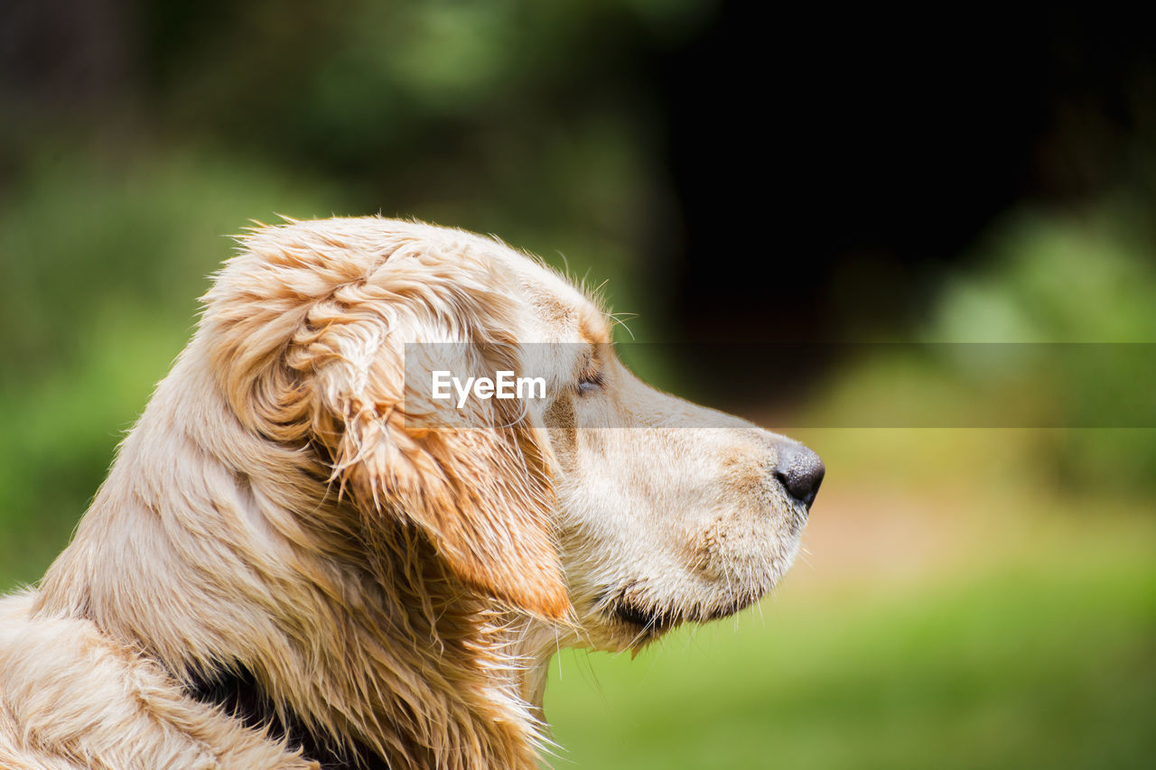 Side profile of a white golden retriever dog looking ahead against a natural green background.