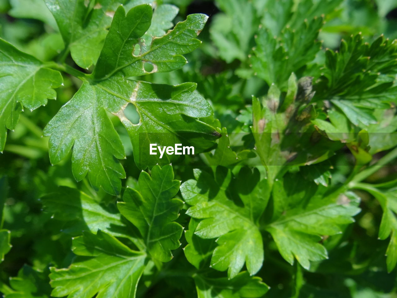 Dew drops on leaves