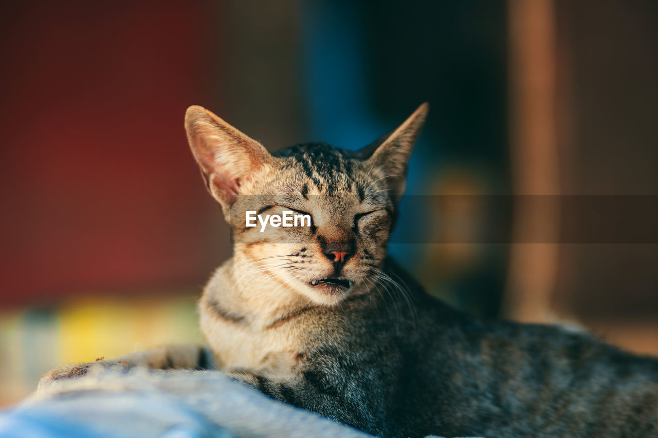 CLOSE-UP OF CAT RESTING