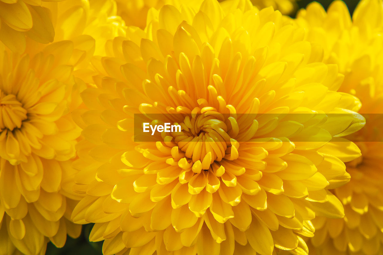 flower, flowering plant, freshness, plant, petal, beauty in nature, flower head, yellow, inflorescence, fragility, growth, close-up, nature, backgrounds, no people, full frame, chrysanths, springtime, plant stem, macro photography, macro, vibrant color, outdoors, extreme close-up, asterales