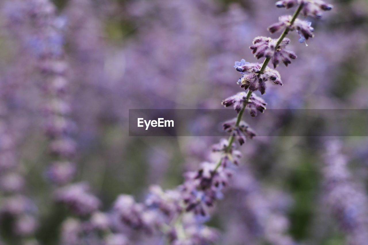 CLOSE-UP OF FRESH PURPLE FLOWERS ON TREE