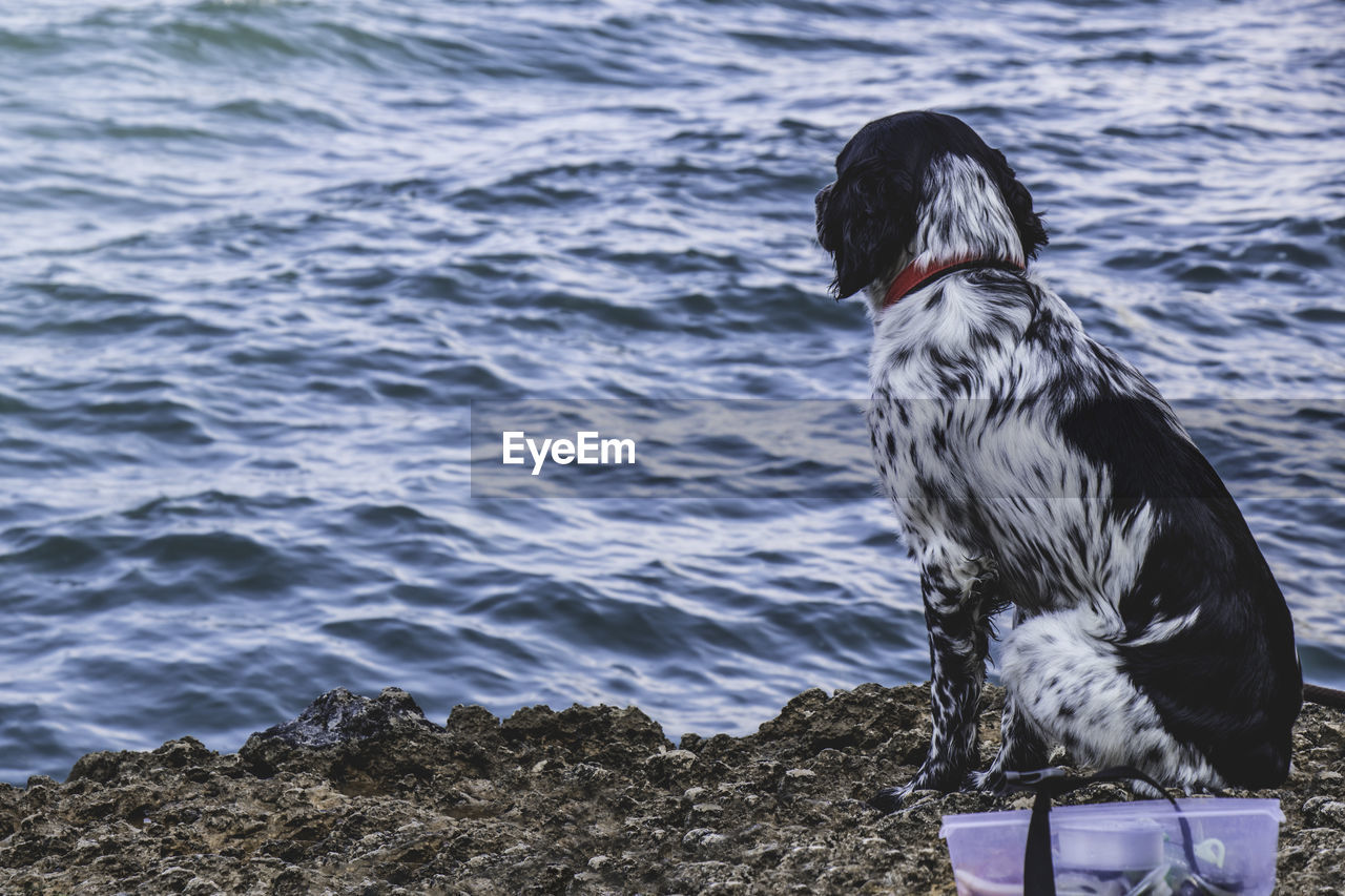 DOG STANDING ON BEACH