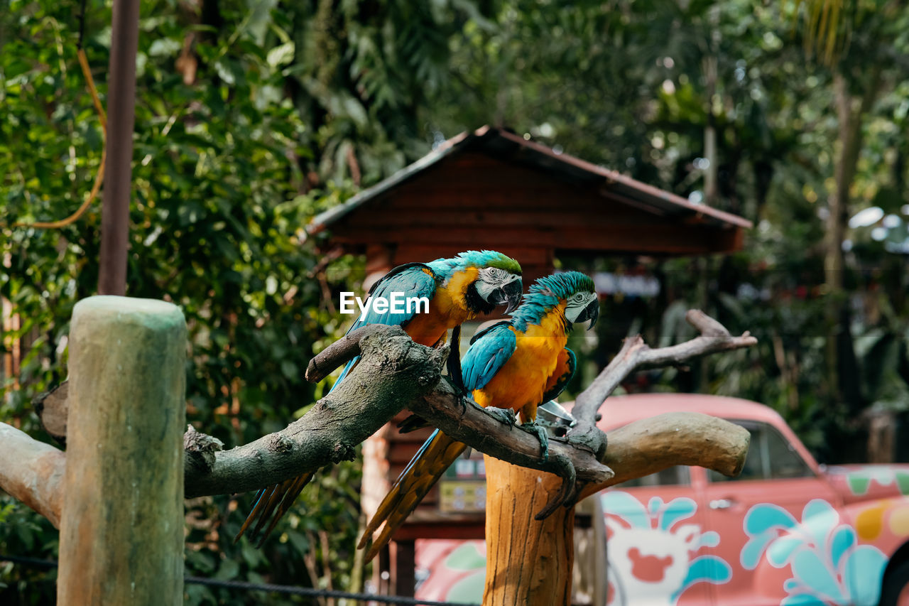 animal themes, animal, bird, animal wildlife, jungle, parrot, tree, multi colored, wildlife, nature, focus on foreground, perching, pet, no people, park, day, plant, wood, outdoors, zoo, garden, group of animals, gold and blue macaw, two animals