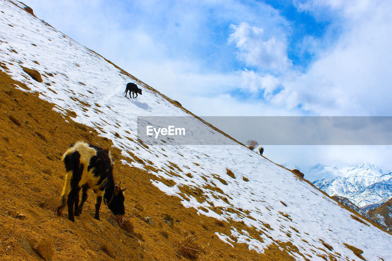 Cows on snow covered mountain against cloudy sky