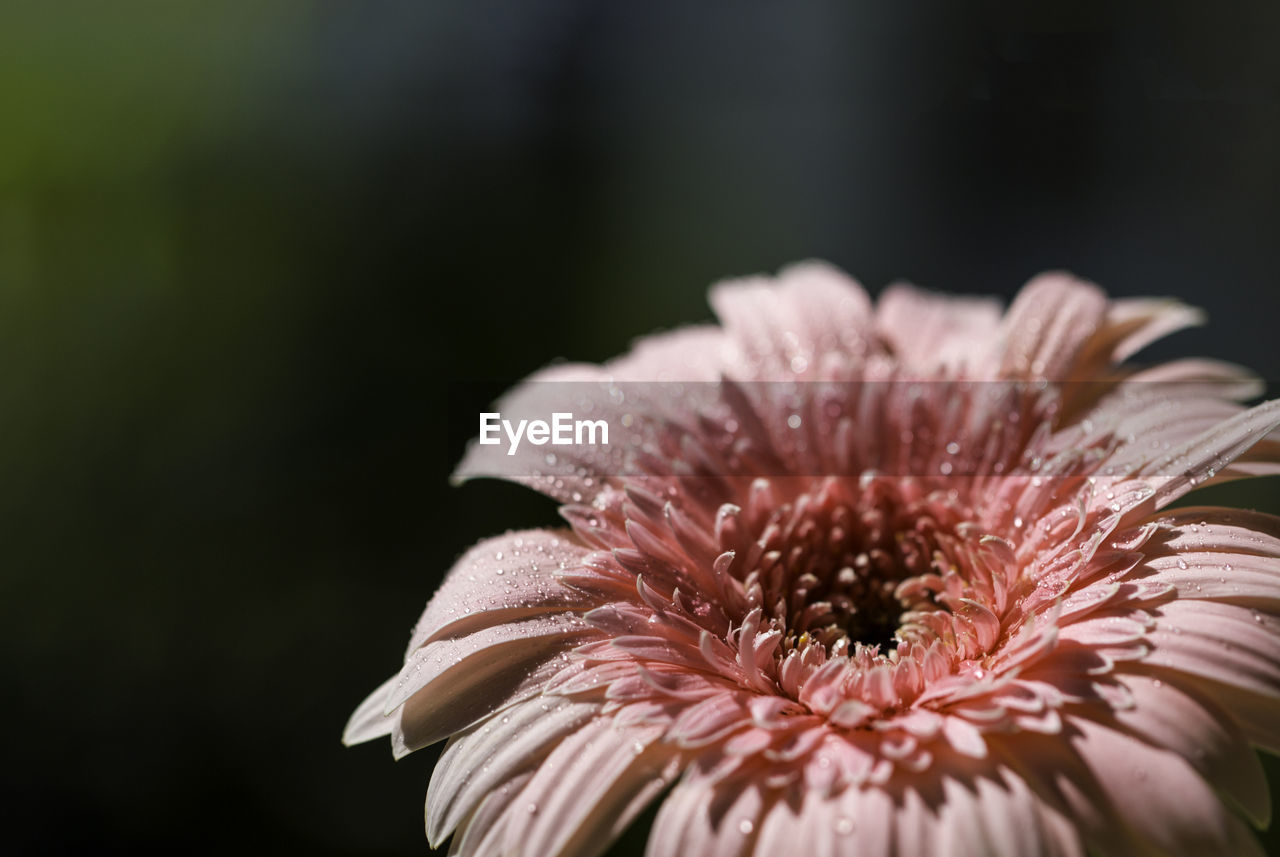 Close-up of wet pink flower against black background