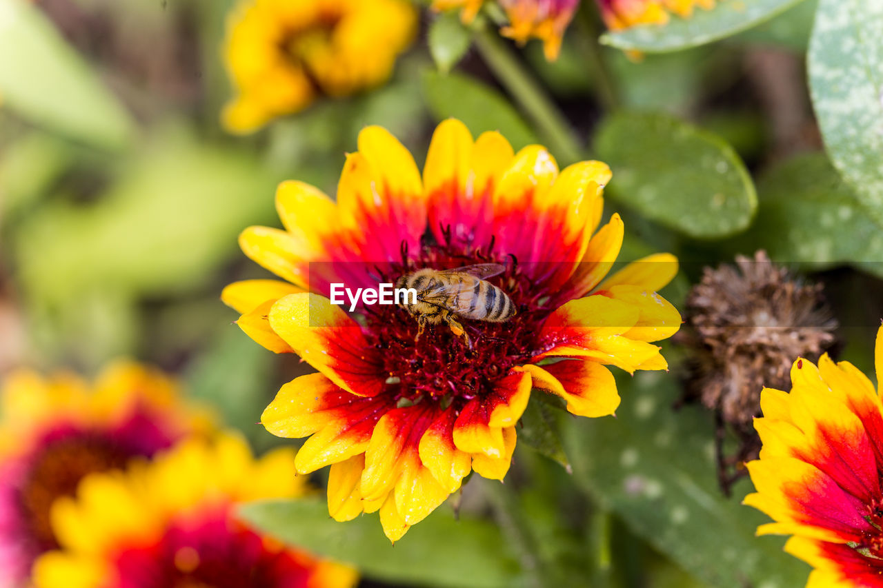 BEE ON YELLOW FLOWER