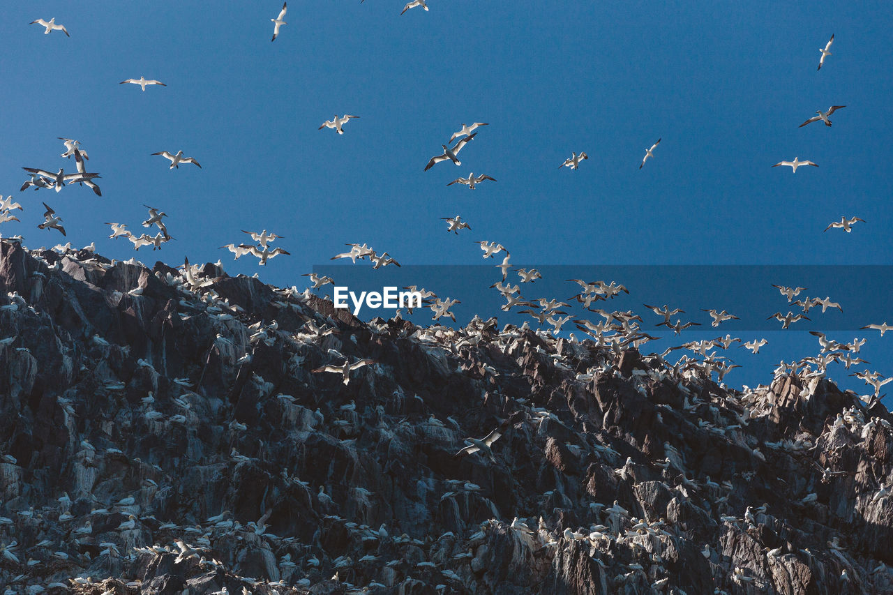 Low angle view of birds flying over sea