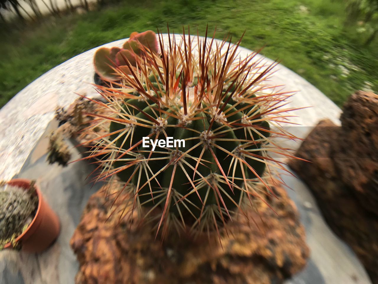 CLOSE-UP OF CACTUS FLOWER OUTDOORS