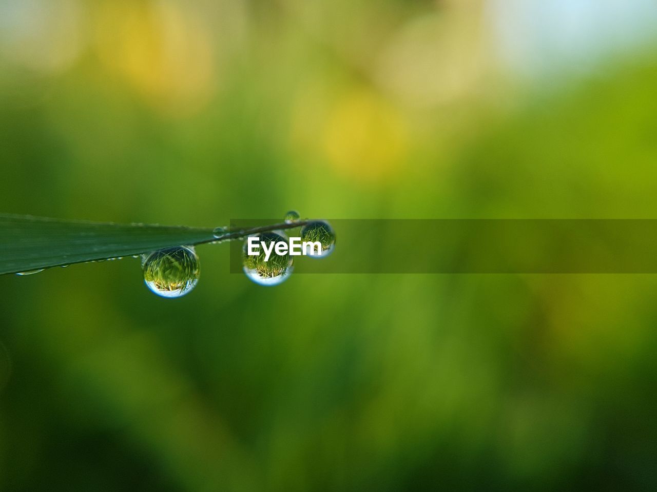 Close-up of water drops on grass