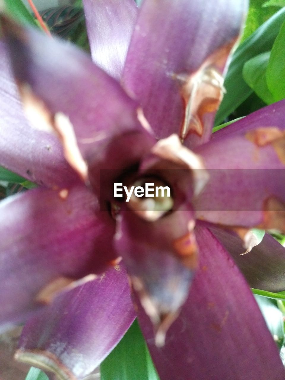 FULL FRAME SHOT OF PINK FLOWERING PLANT