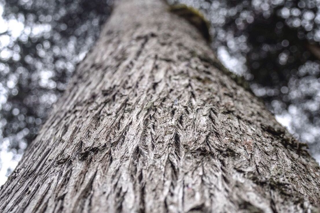 LOW ANGLE VIEW OF WOODEN TREE TRUNK