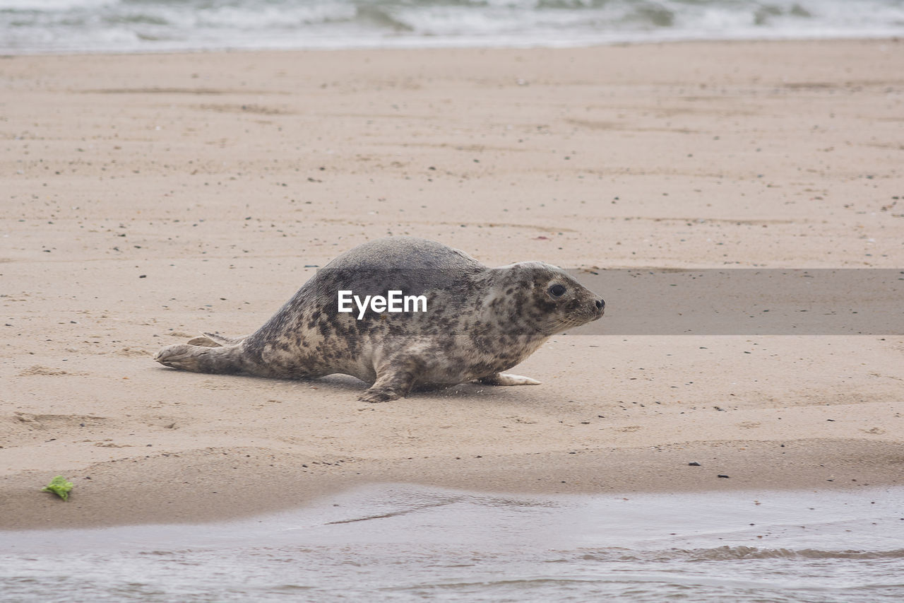 Baby seal on beach