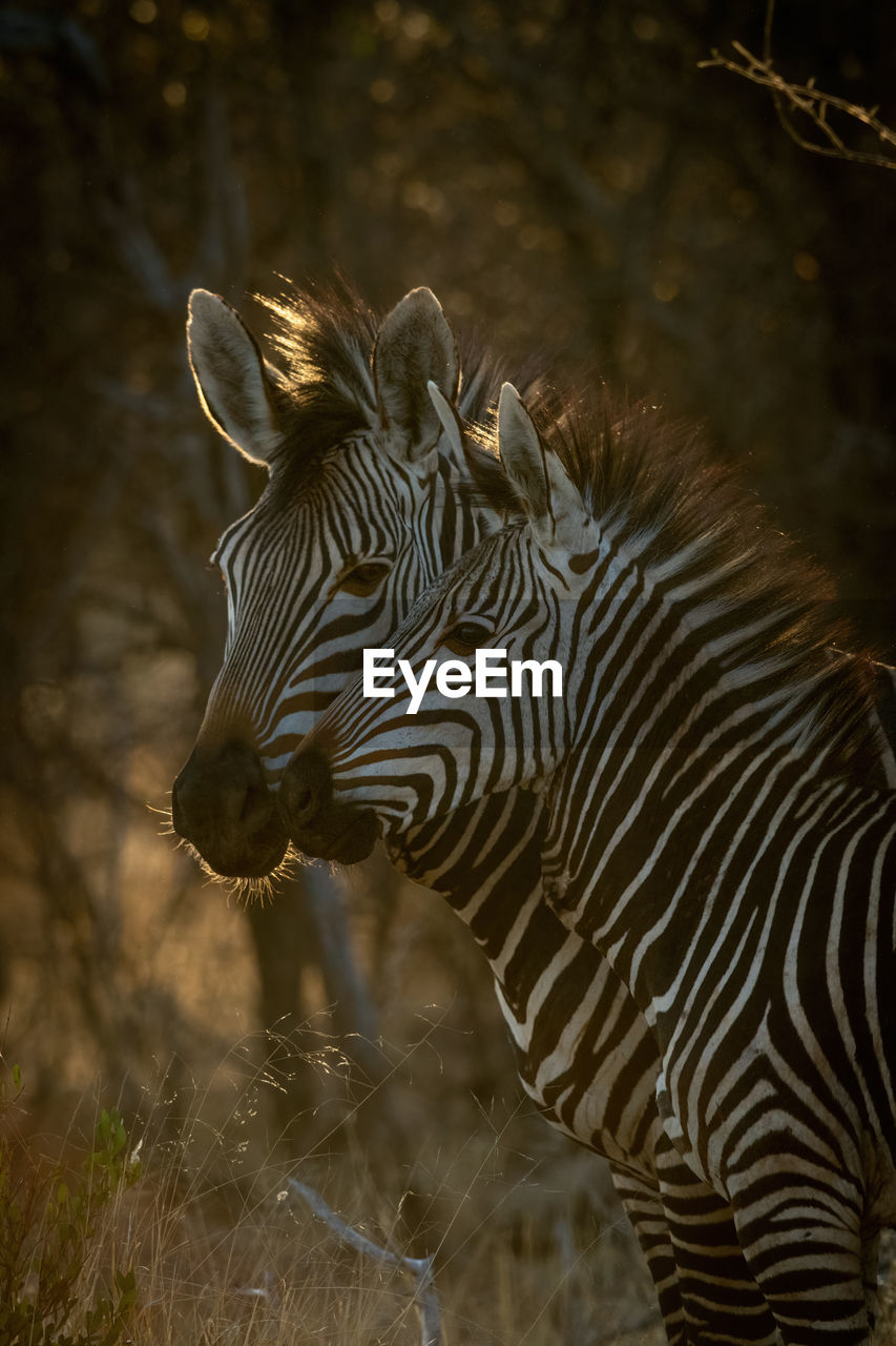 Close-up of hartmann mountain zebra with mother