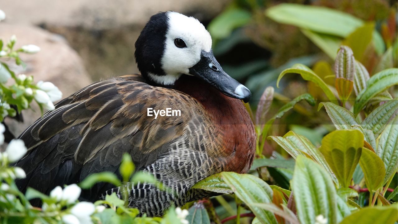 Close-up of bird perching on plant