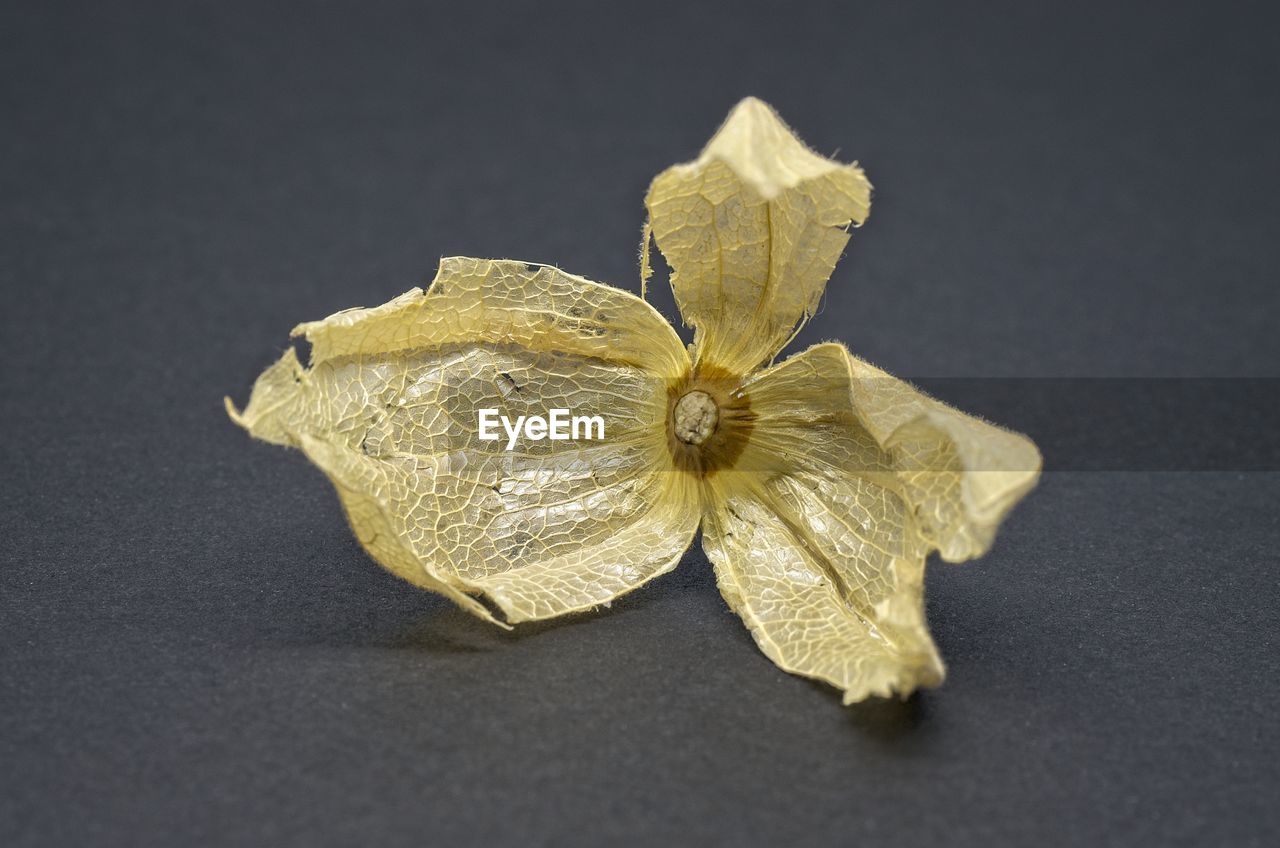 CLOSE-UP OF YELLOW FLOWER ON TABLE