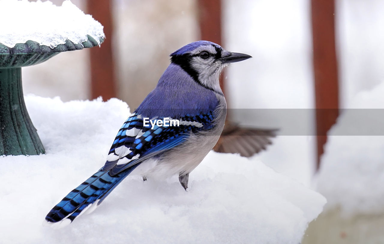 BIRD PERCHING ON SNOW