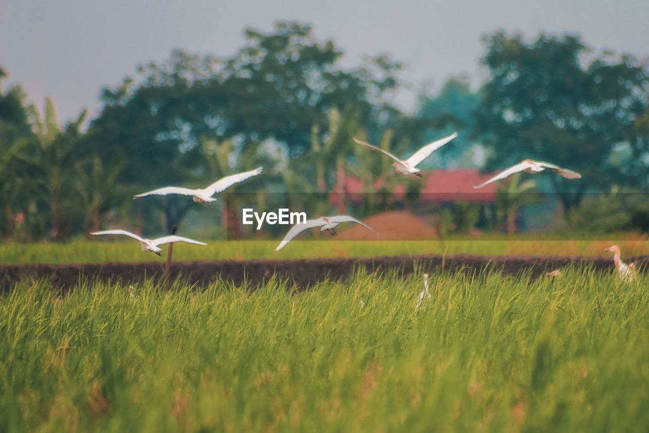 FLOCK OF BIRDS FLYING OVER THE FIELD