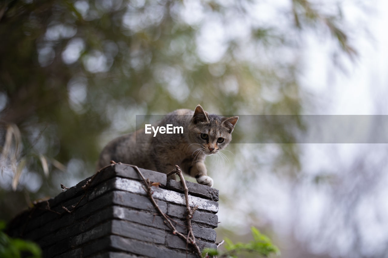 Low angle view of a cat