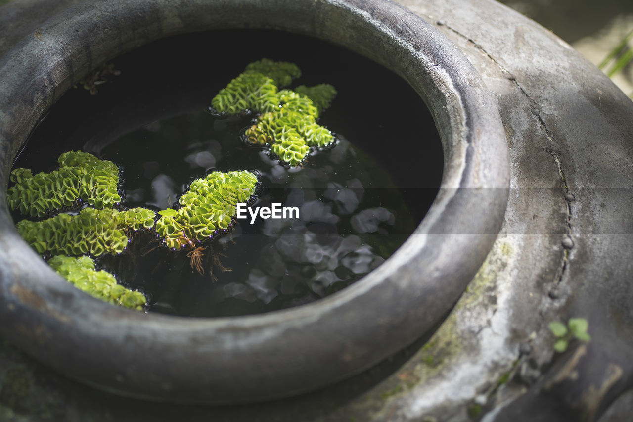 High angle view of plant in pot