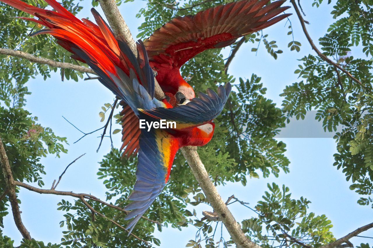 Low angle view of macaws on tree