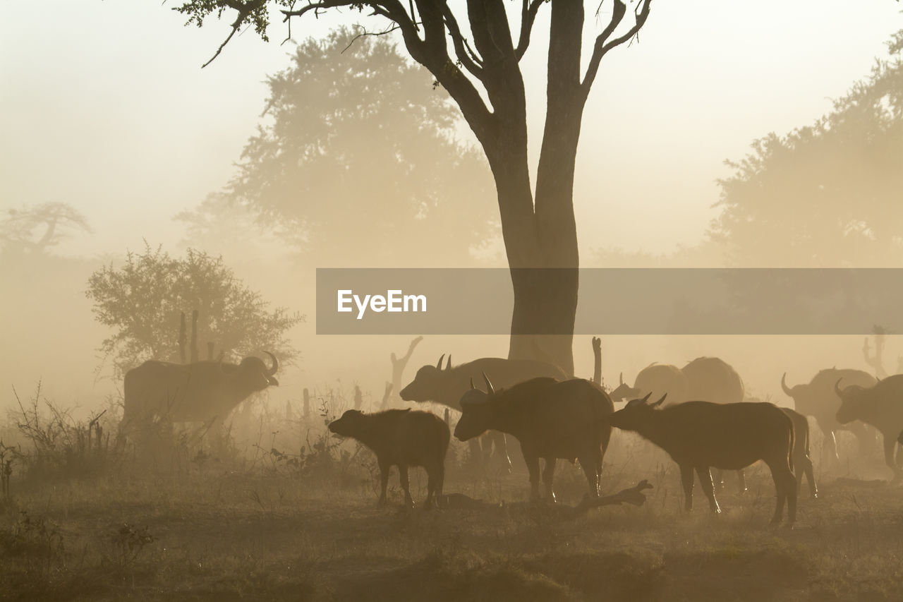 HORSES STANDING IN A FIELD