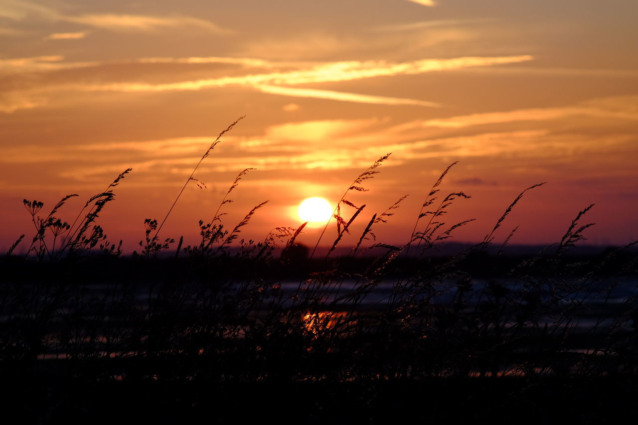 Silhouette of reed grass against dramatic sky during sunset