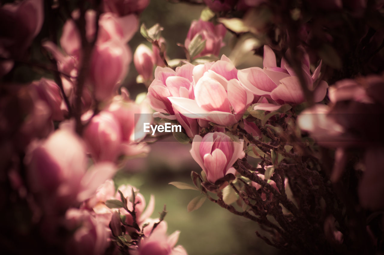 Close-up of pink flowers blooming on tree