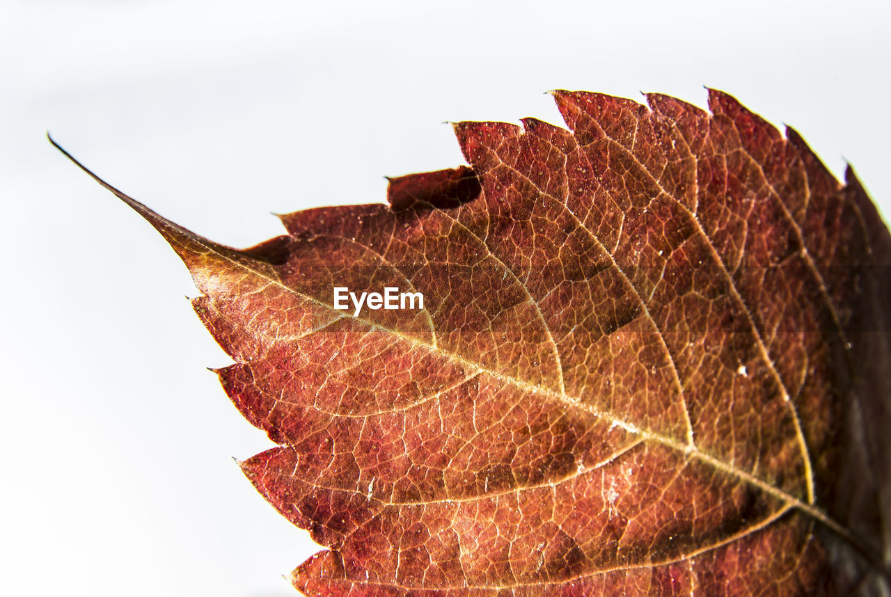 CLOSE-UP OF DRY LEAF ON PLANT