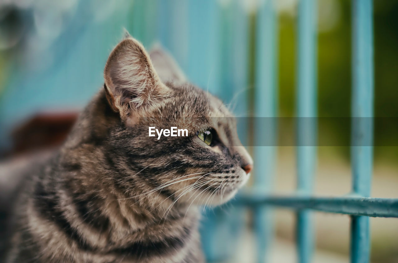 Close-up of a cat looking away