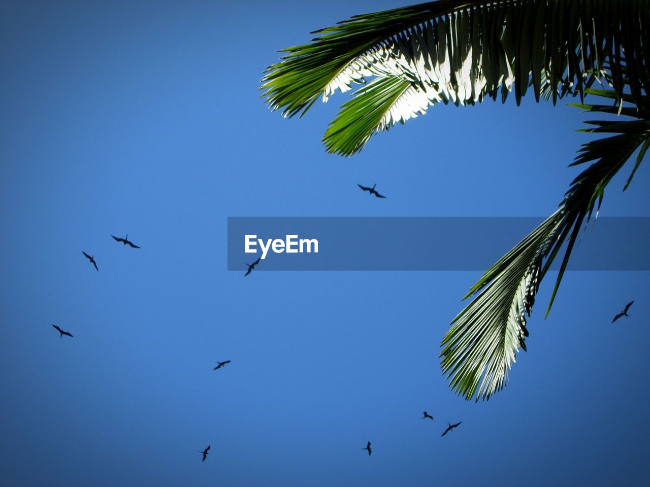 Low angle view of birds flying in sky over palm leaves