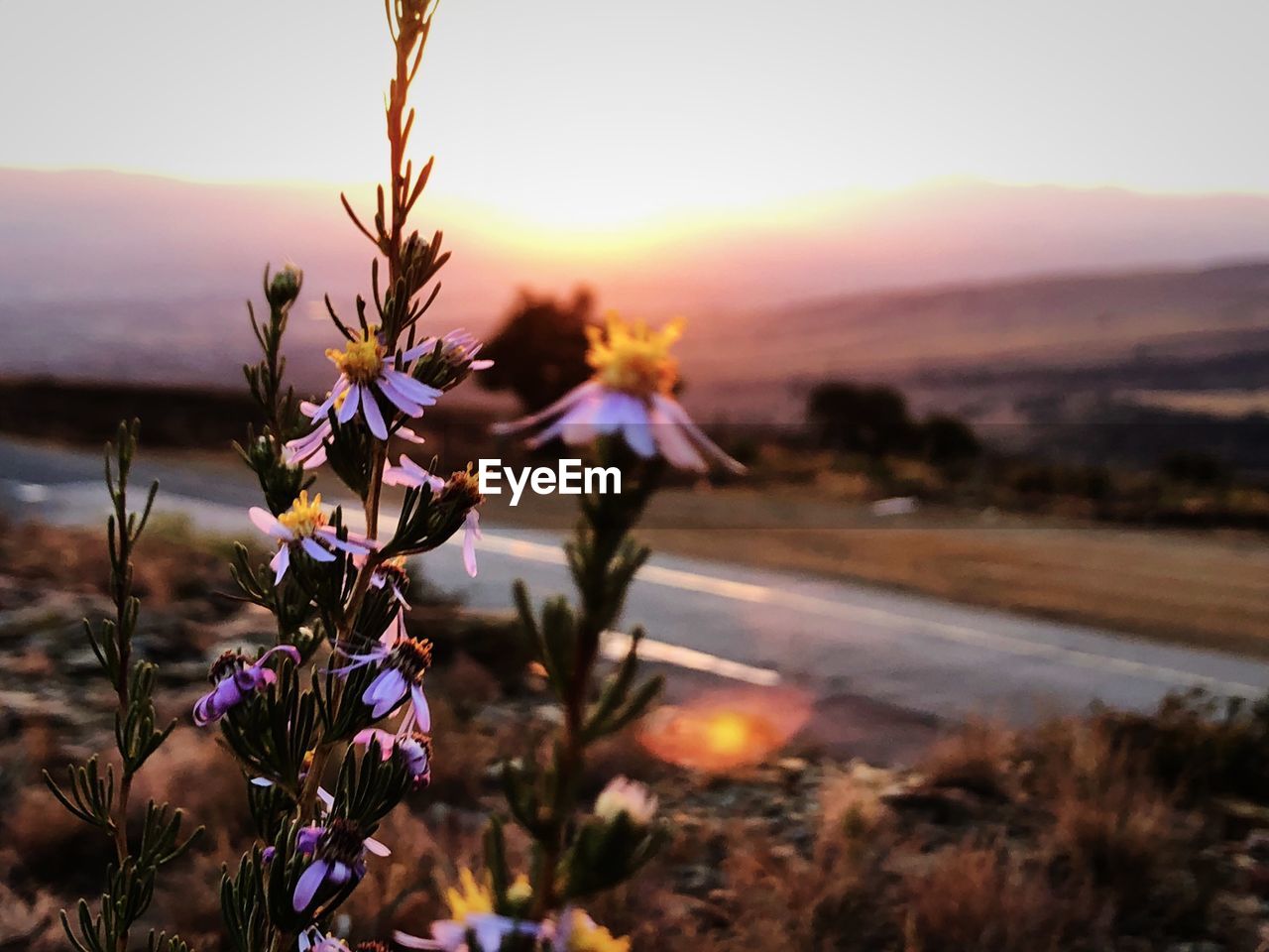 Close-up of purple flowering plants on field during sunset