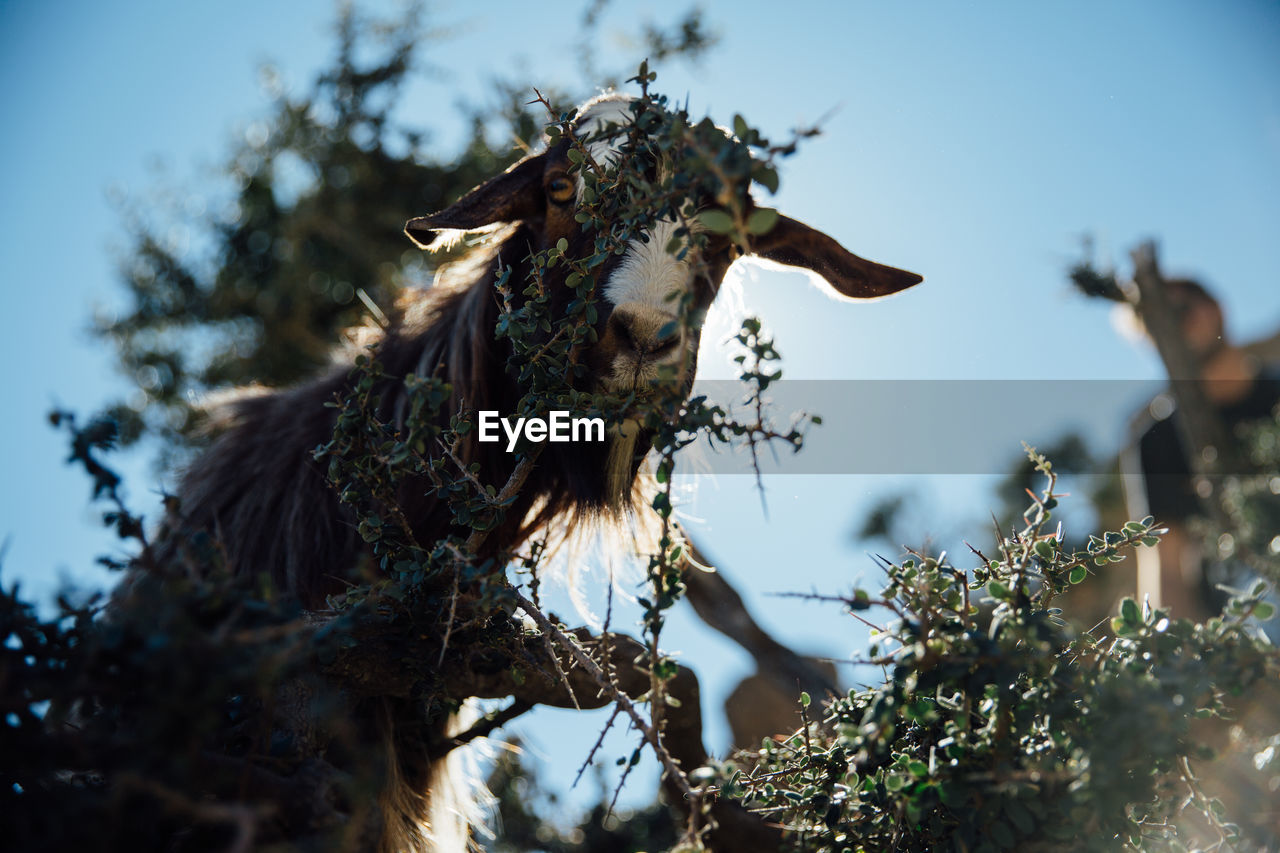 Low angle portrait of goat seen through plants