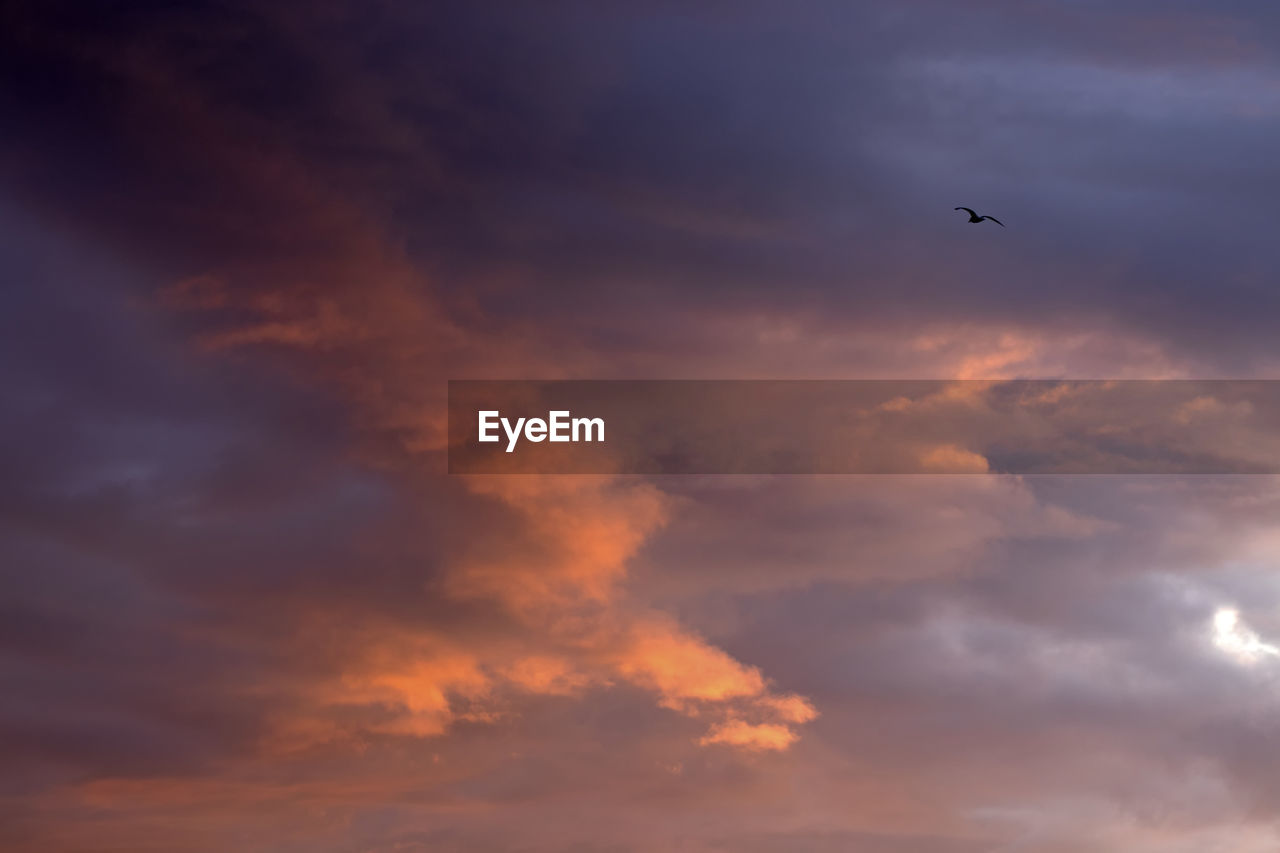 LOW ANGLE VIEW OF BIRD FLYING AGAINST SKY