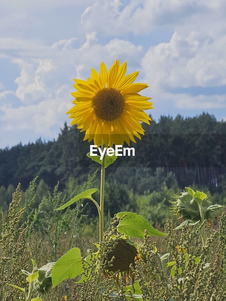 plant, flower, flowering plant, sunflower, nature, freshness, beauty in nature, growth, yellow, flower head, fragility, sunlight, inflorescence, field, cloud, sky, no people, petal, leaf, day, plant part, outdoors, water, close-up, green, landscape, environment, tree