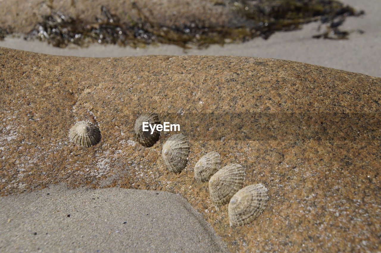 HIGH ANGLE VIEW OF STARFISH ON BEACH