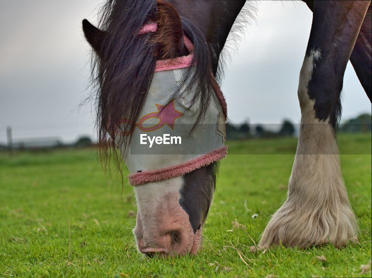 Horse grazing in a field