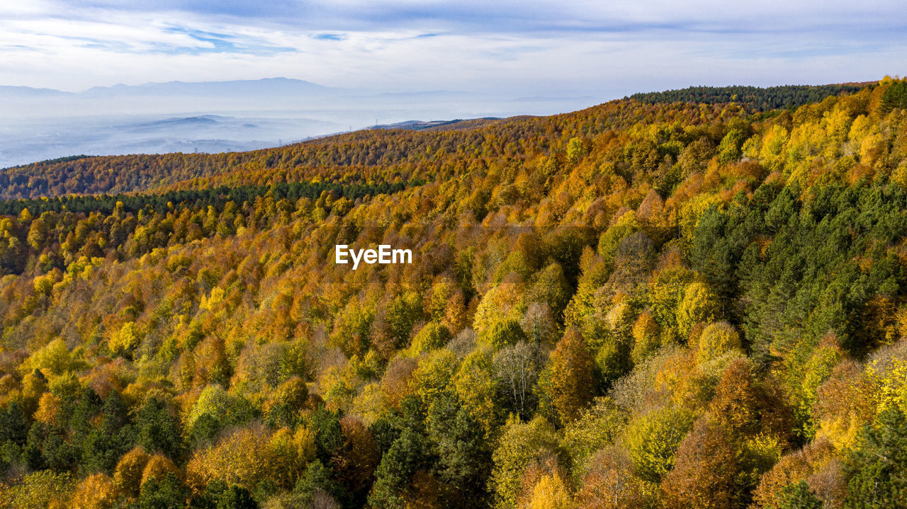 SCENIC VIEW OF TREES GROWING AGAINST SKY DURING AUTUMN